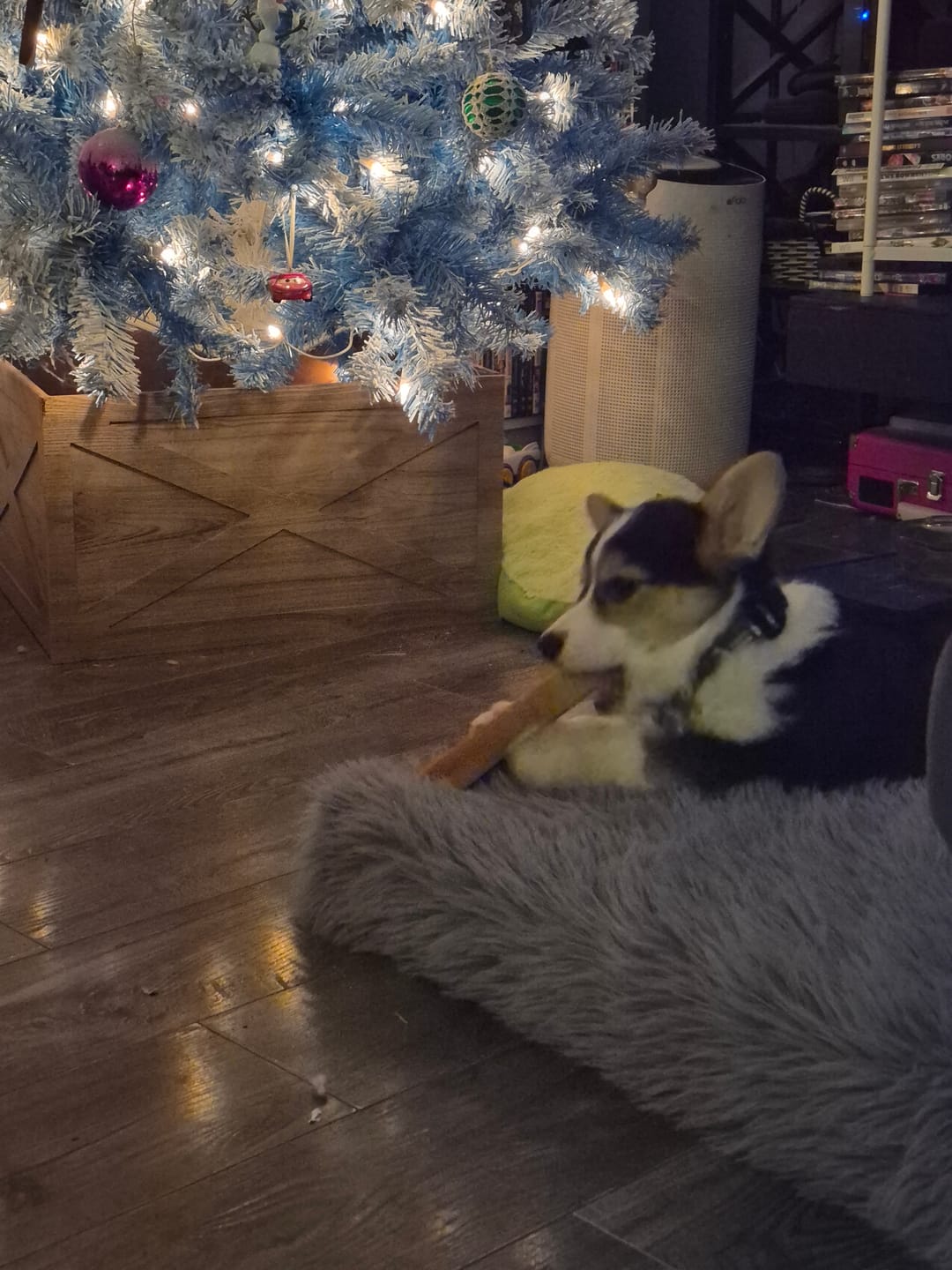 Customer photo review of Himalayan Yak Chew (EXTRA LARGE)