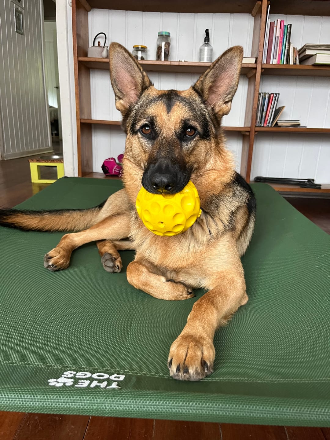 Customer photo review of Cama Elevada THE DOGS: Frescura y Ventilación