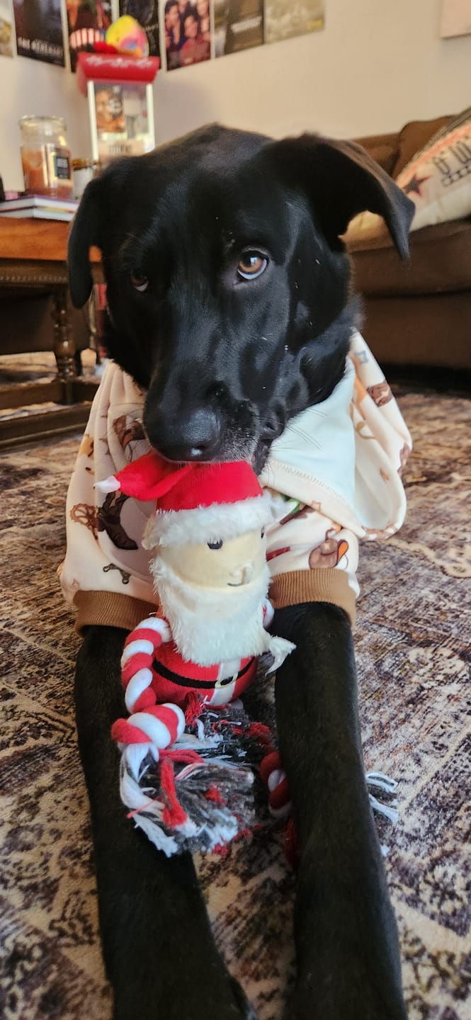 Customer photo review of Rodeo Dog Hoodie