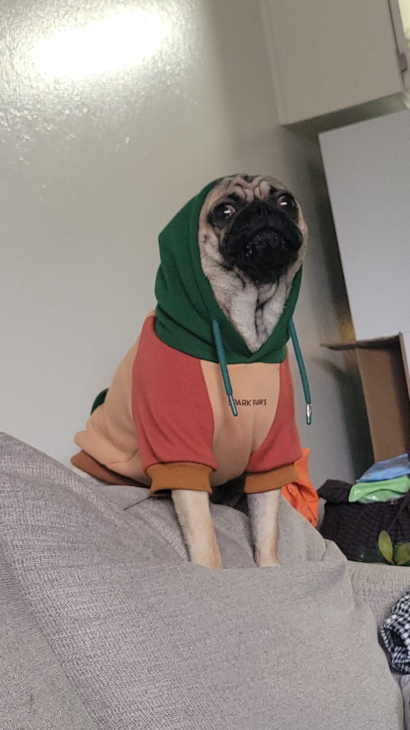 Customer photo review of Ranger Dog Hoodie