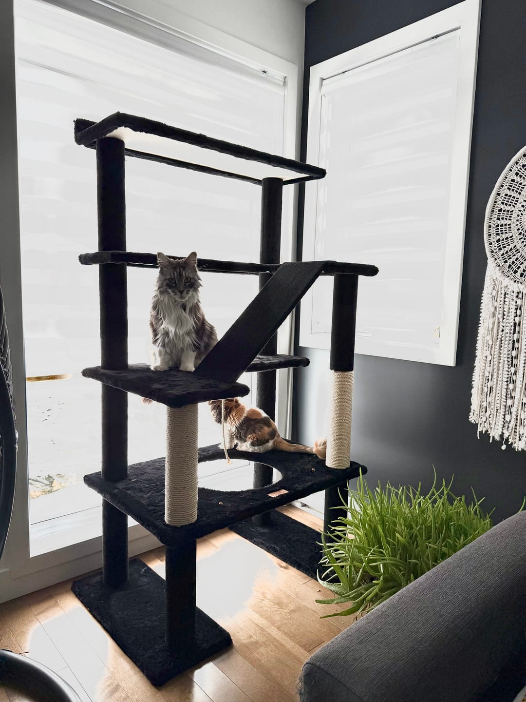 Customer photo review of (Pre-Order) Maine Coon 65" Cat Tower - 4-Level Cat Tree