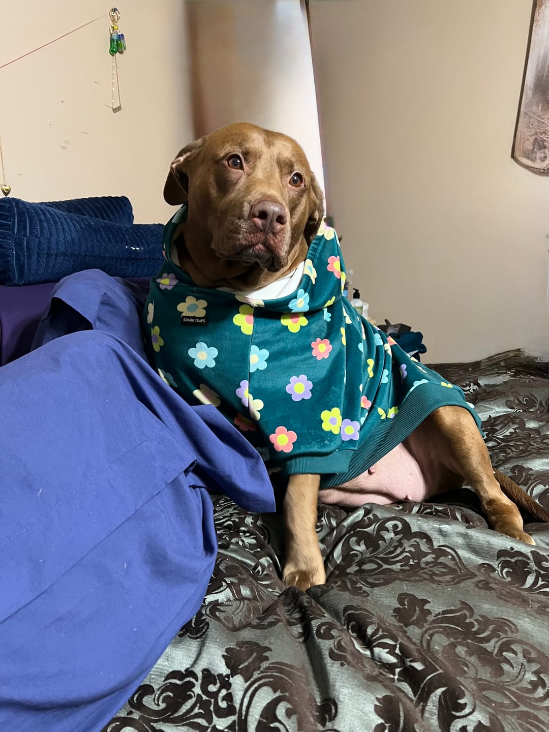Customer photo review of Daisy Dog Hoodie - Green
