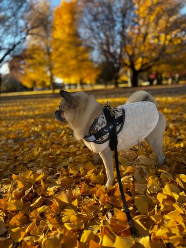 Customer photo review of FunFunPet 高機能ハーネス（お名前タグ作成サービス付き）