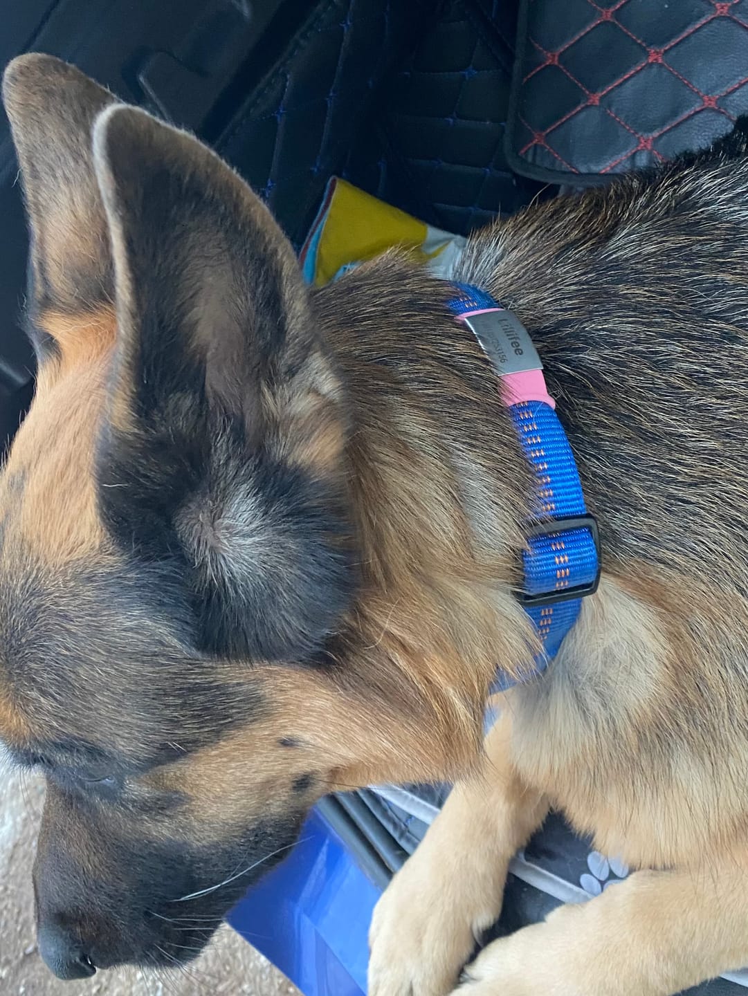 Customer photo review of Klapperfreie Hundemarke Silikonslider mit Edelstahl-Schild für Halsbänder inkl. GRATIS Gravur