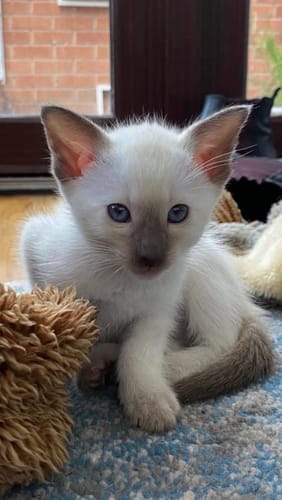 Customer photo review of 1 month supply - 6 Cats