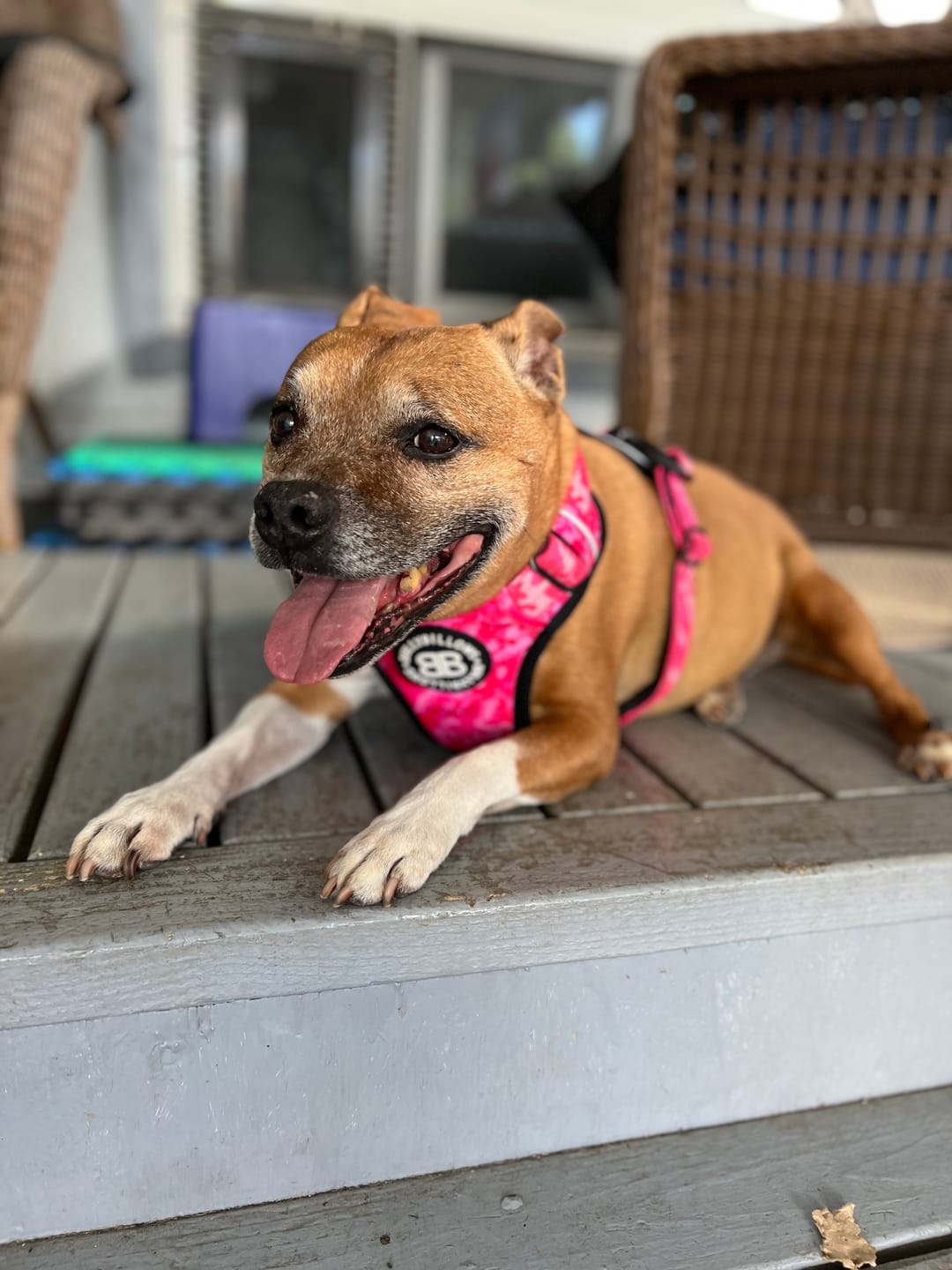 Customer photo review of Air Harness | Anti-Pull & With Handle - Carminerose