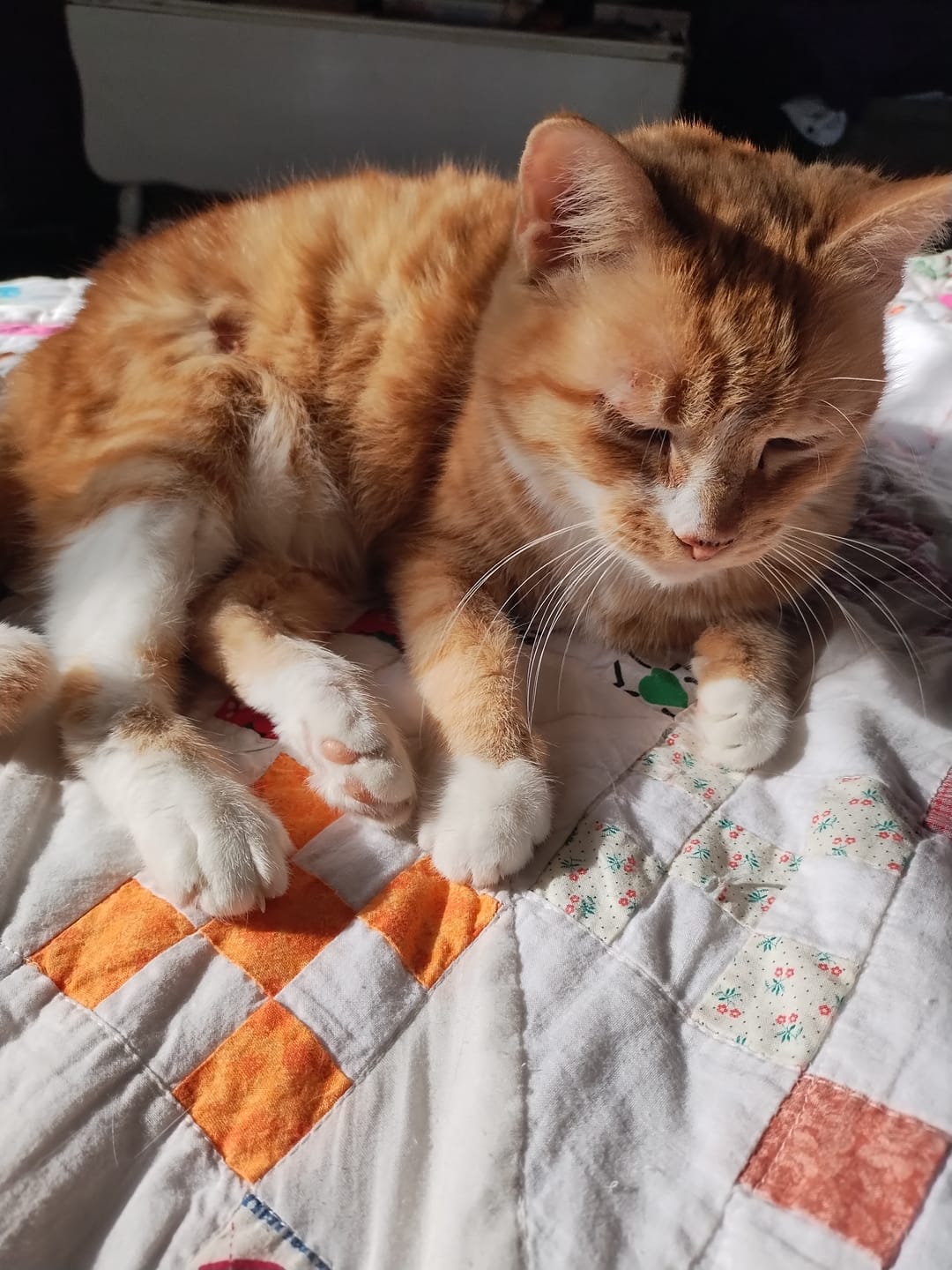 Customer photo review of Broad Spectrum Cat Dewormer Remedy