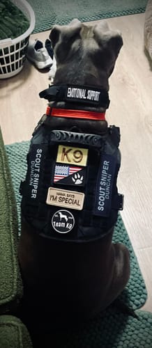 Reviewer's dog seen from behind wearing a black harness with several custom patches, including one that reads "SCOUT SNIPER DUNCAN".