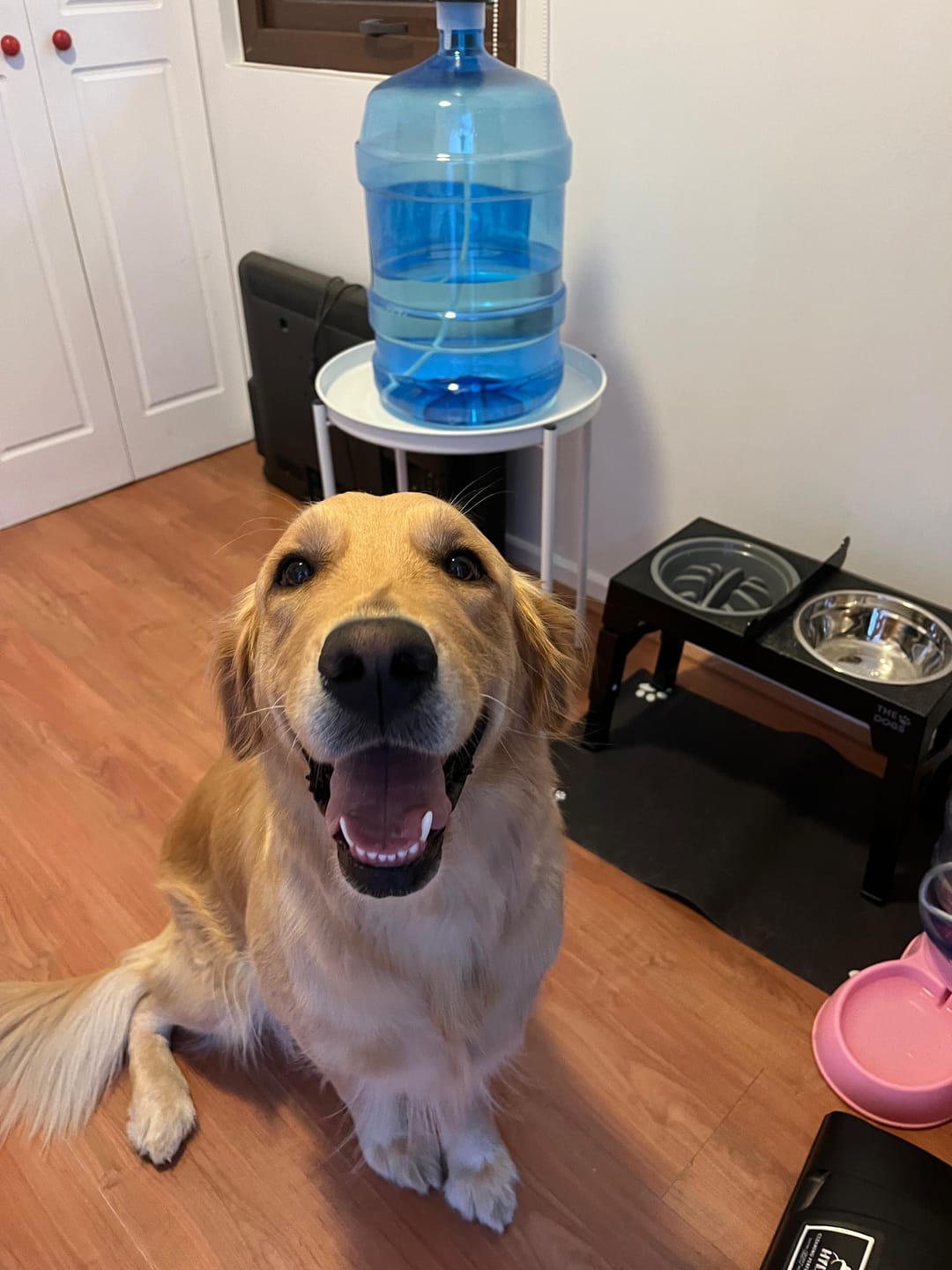 Customer photo review of Comedero Elevado THE DOGS Postura correcta en cada comida