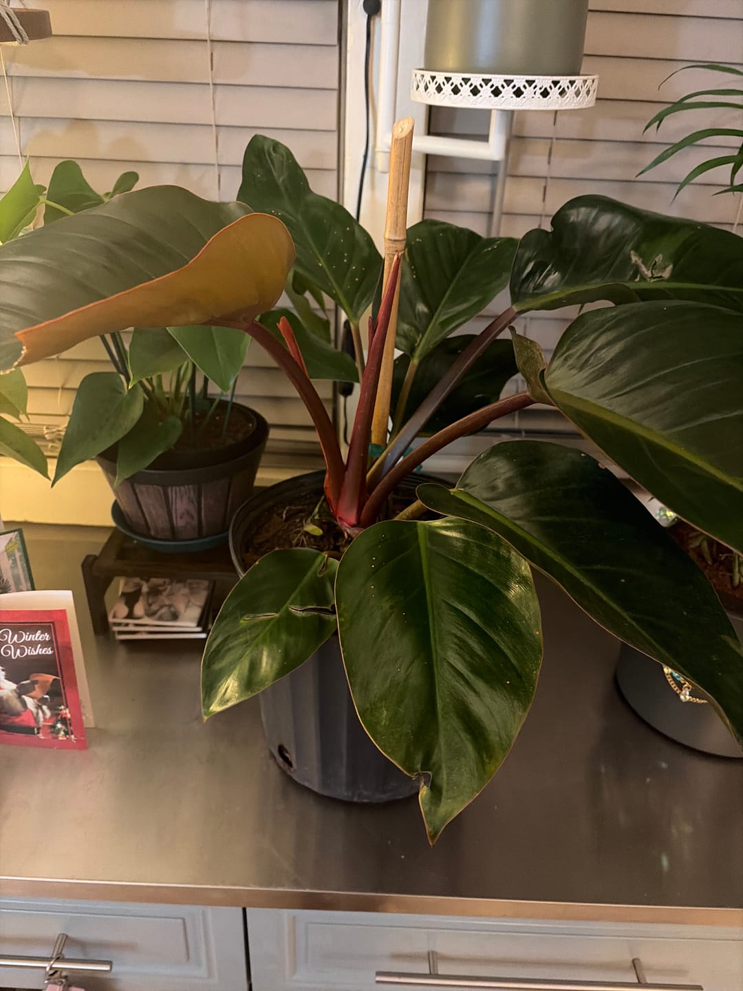 Customer photo review of Philodendron Red Congo, Tropical Forest Plant