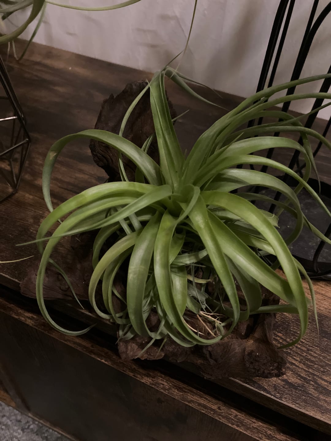 Customer photo review of Tillandsia Marvelous Masterpiece