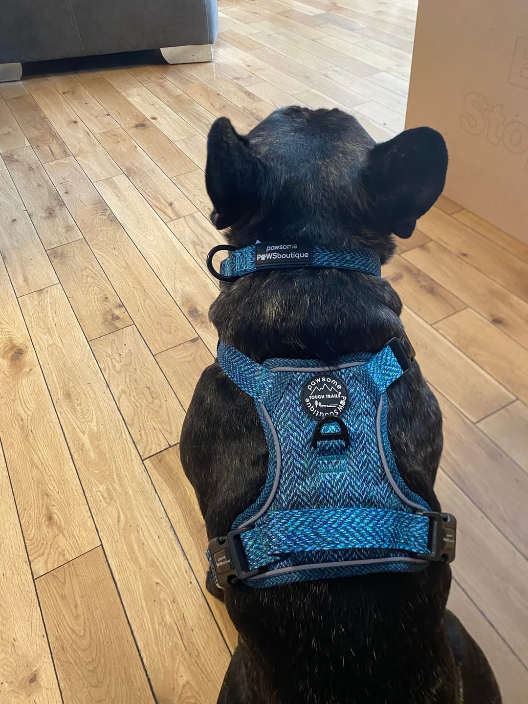 Customer photo review of Tough Trails™ Harness - Country Teal