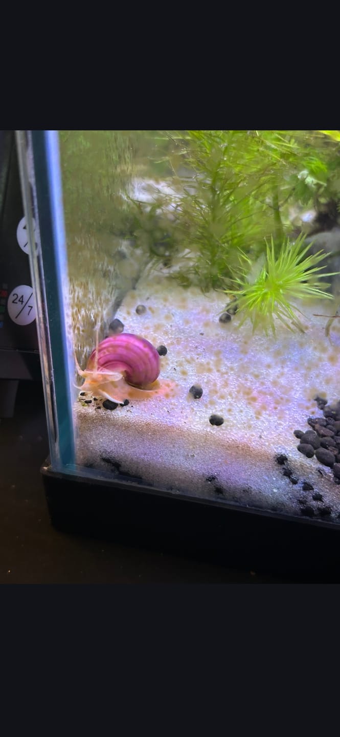 Customer photo review of Magenta Mystery Snail