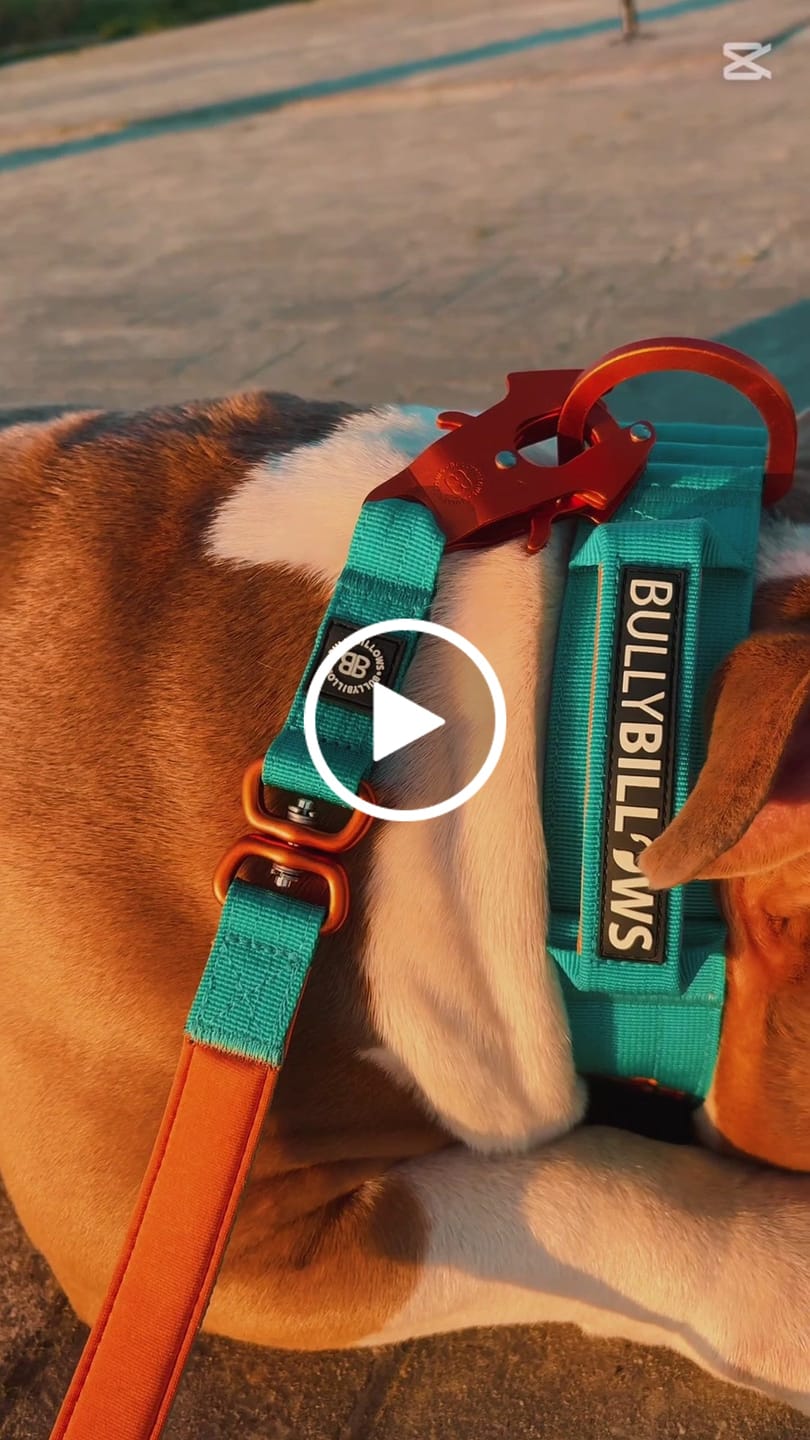 Customer video review of 1.4m Lighter Swivel Combat Lead | Anti-Tangle & Secure Clip - Turquoise x Orange
