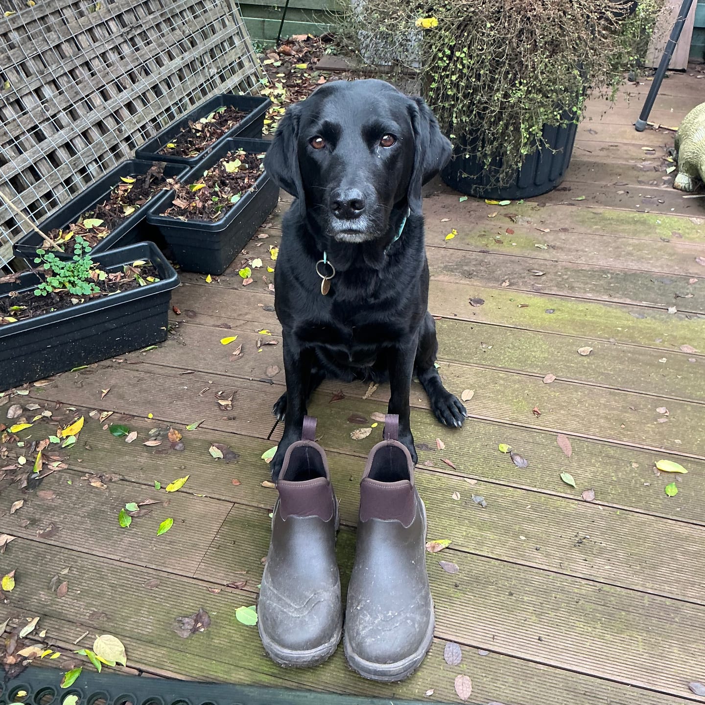 Customer photo review of Men's Woody Sport Ankle Boots