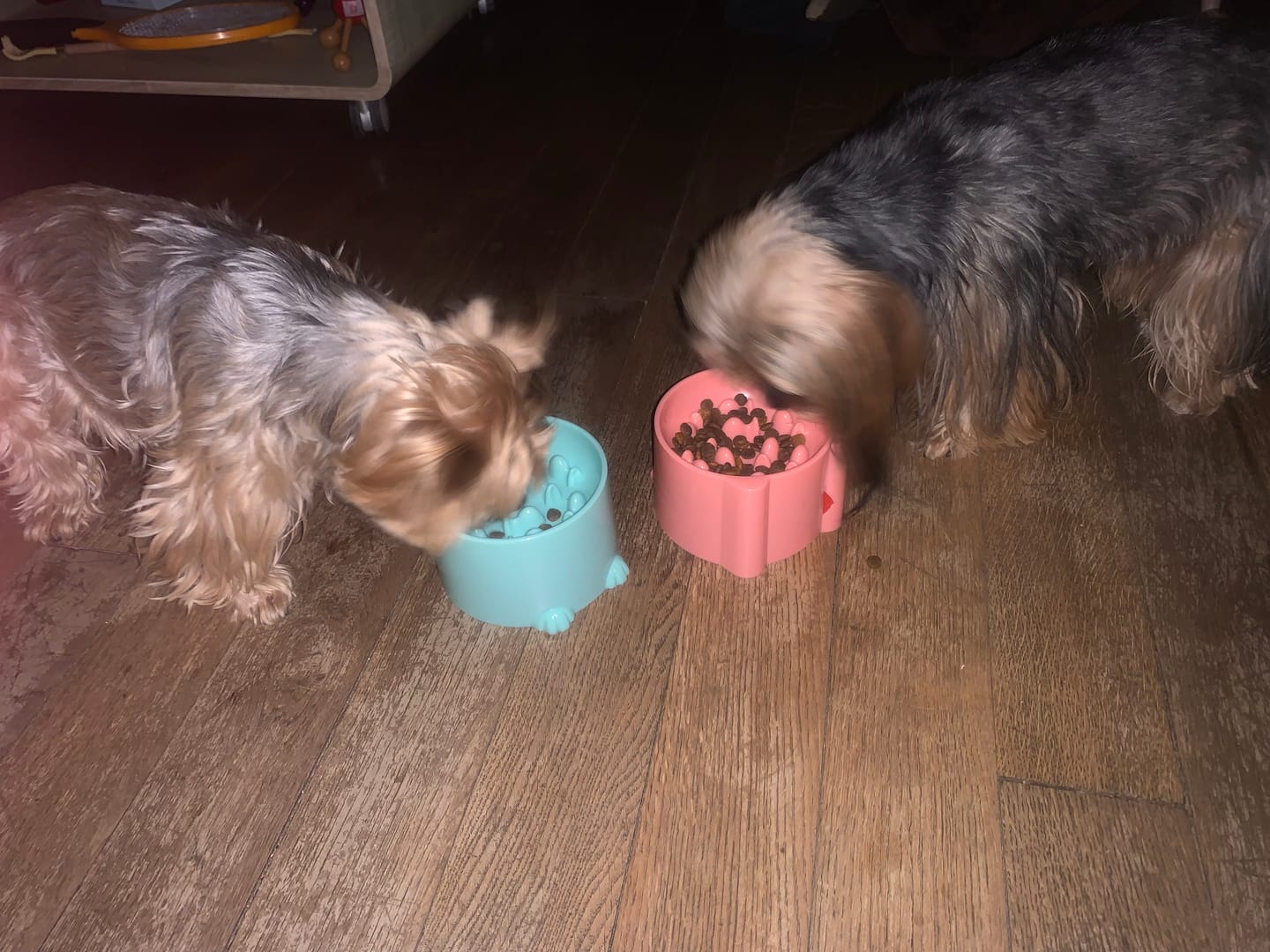 Customer photo review of Croquettes Poulet & Citrouille - Chien Petite Race