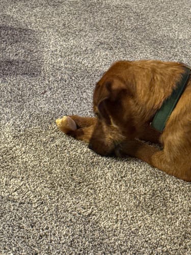 Reviewer's dog lying on a carpet while chewing on a Himalayan Yak Chew.