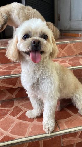 Customer photo review of Wholesome Mix Gently Cooked Dog Food