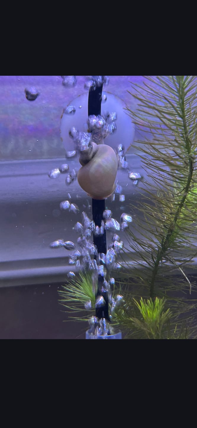 Customer photo review of Mystery Snail Mix (3 pack)