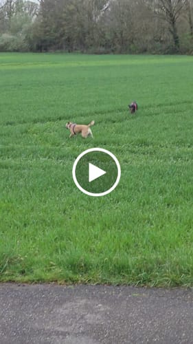 Customer video review of Wurmtest Pro Hund