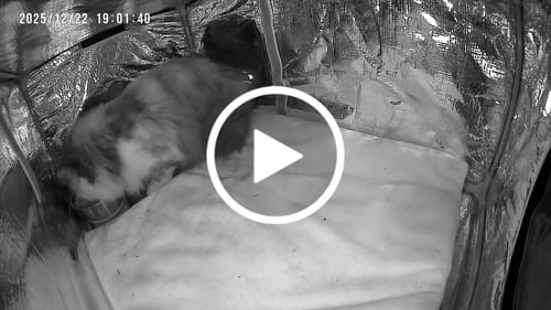 Customer video review of RoofHaus XL Outdoor Heated Cat House with Porch — Night Camo