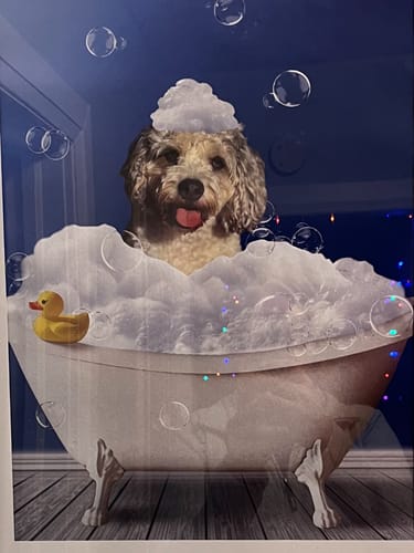 Customer photo review of Personalized Poster With Dog or Cat - Fun In The Tub