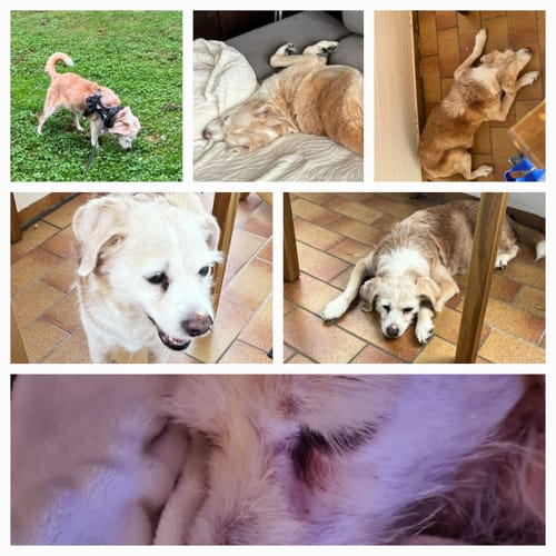 Kundenfotocollage eines glücklichen Hundes in verschiedenen Posen, dessen Fell sich durch Lucky Belly verbessert hat.