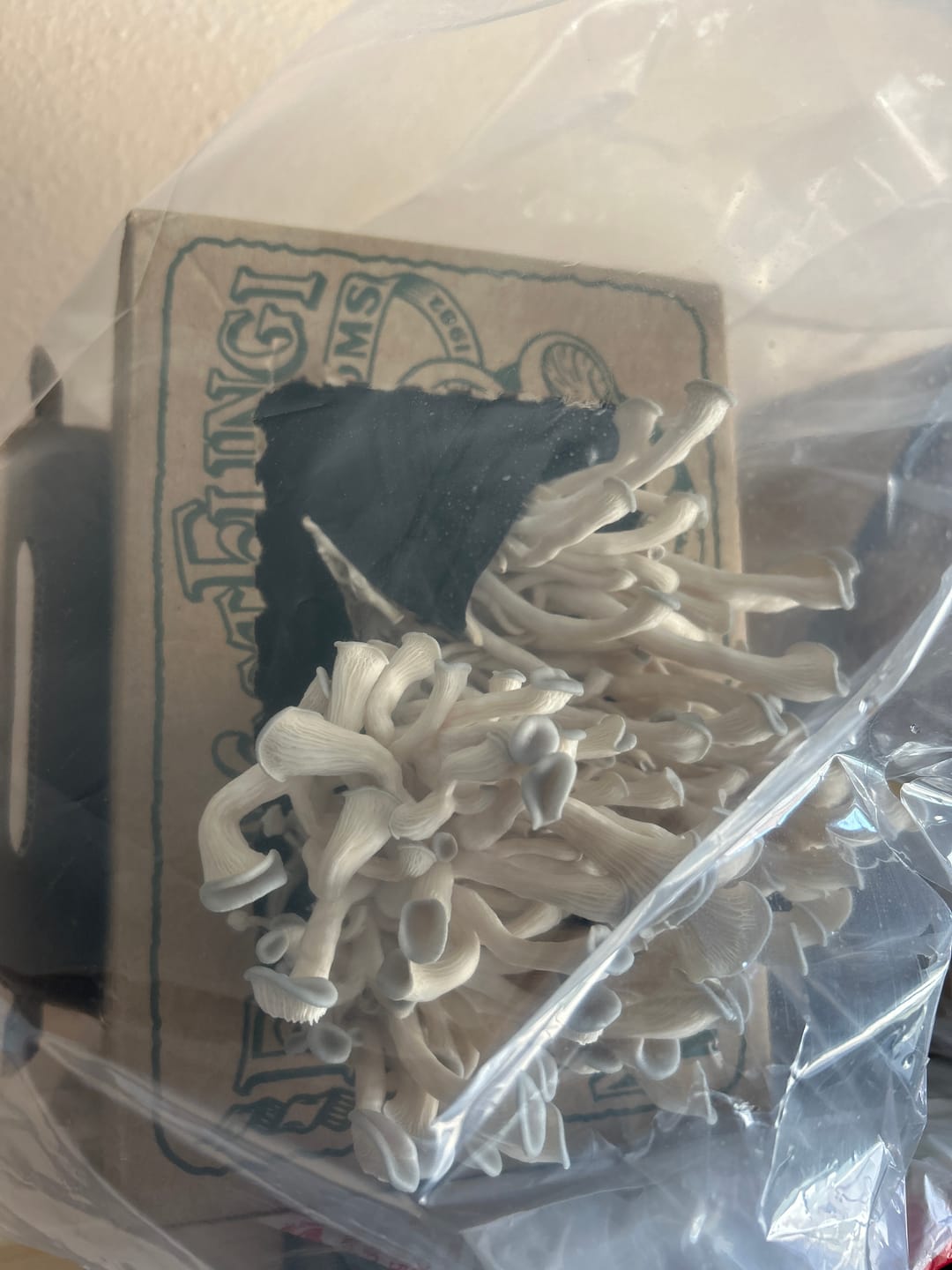 Customer photo review of Tree Oyster Mushroom Mini-Farm Grow Kit