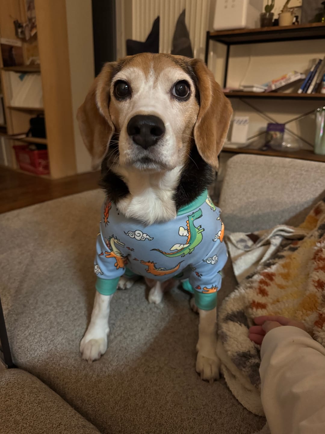 Customer photo review of Dog Pajama - Dragons