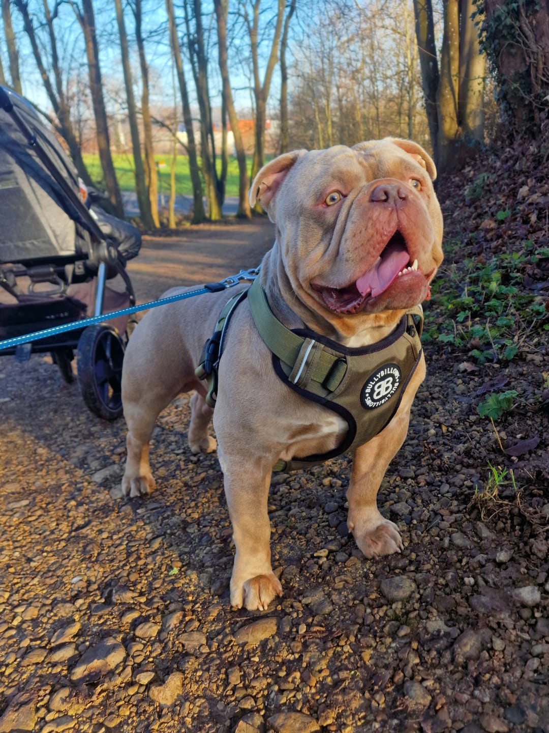Customer photo review of Comfort Premium Harness | Non Restrictive - Khaki