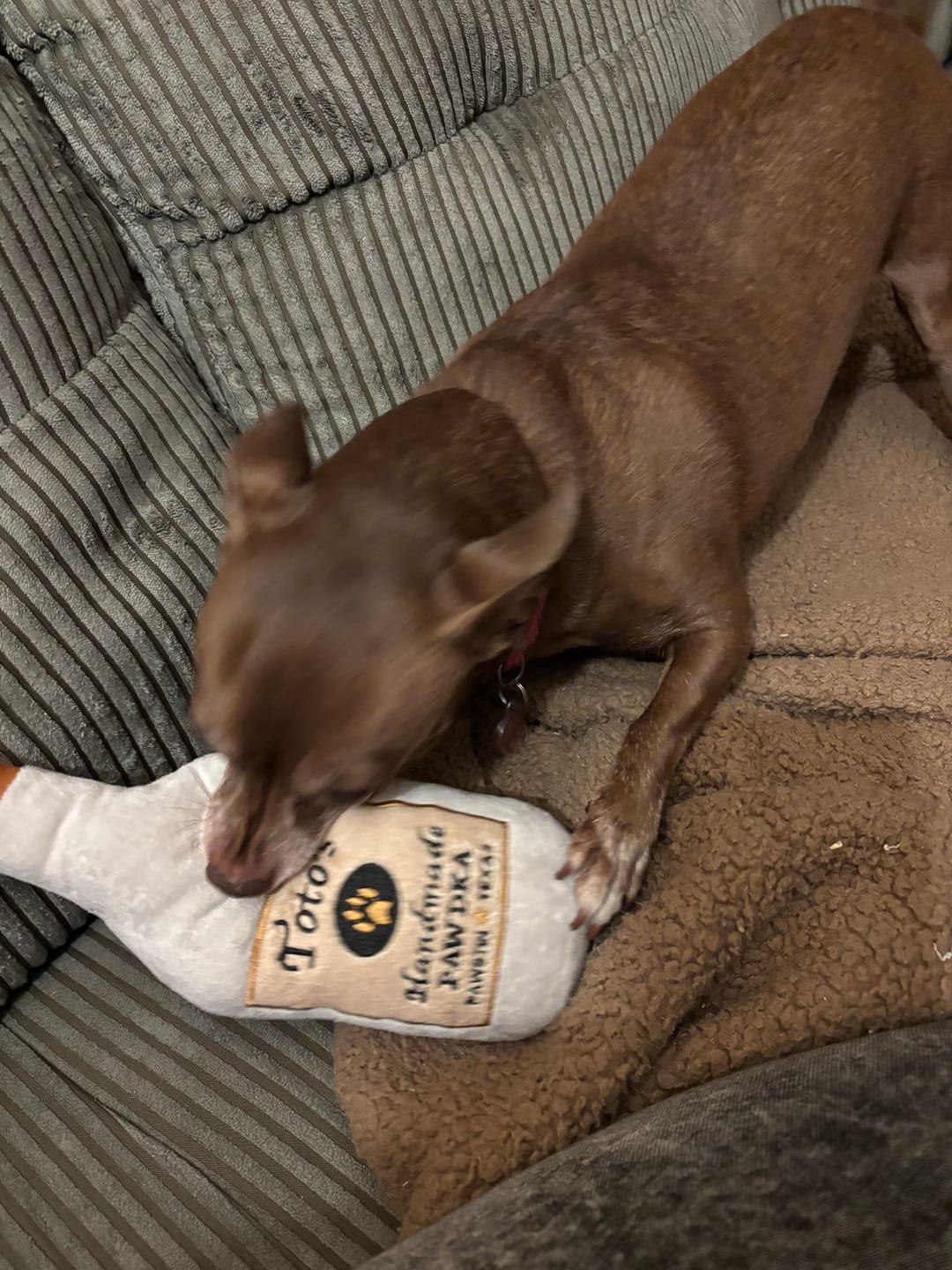 Customer photo review of Totos Handmade Pawdka