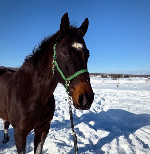 Customer photo review of iCavalos - Horse halter (7 Days)