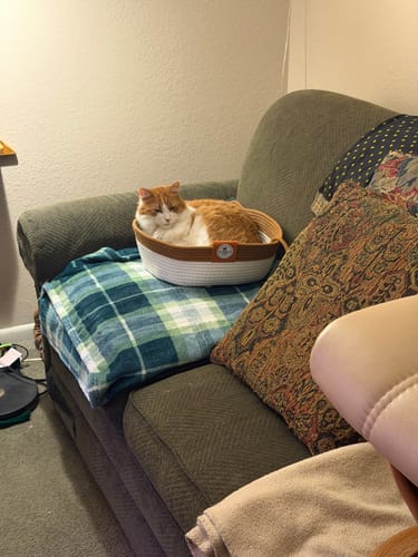 Customer photo review of Instinct Basket | Handwoven & Chemical-Free Cat Territory