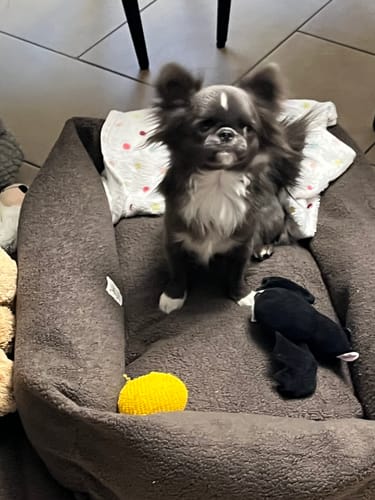 Customer photo review of Cover Boucle Teddy Castagno