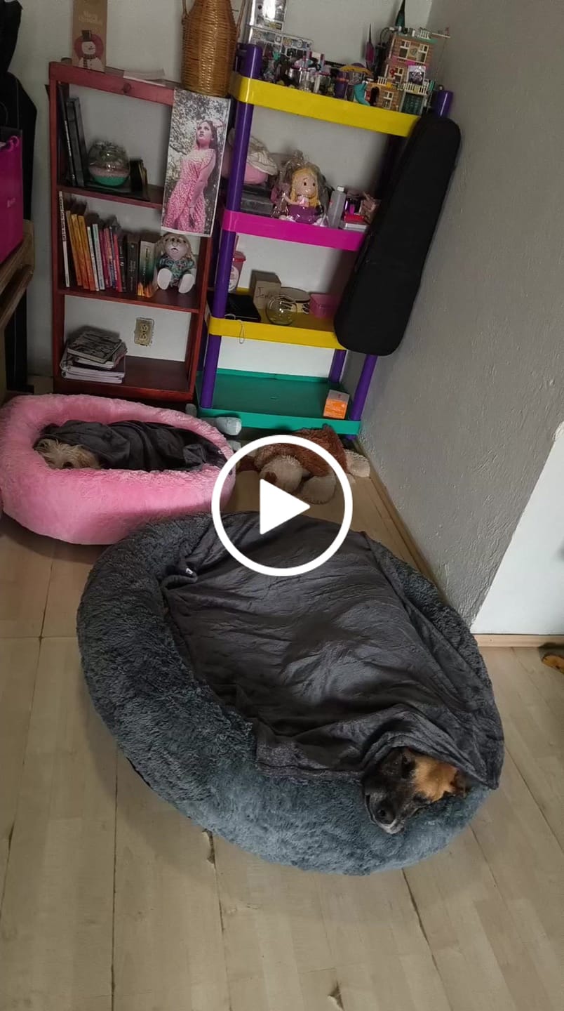 Customer video review of Funda Original para Cama Antiestrés para Perros