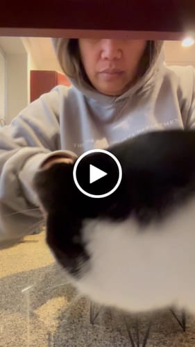 Customer video review of Tuna & Salmon Recipe Flaked Dinner In Broth Adult Cat Food, 2.8-oz