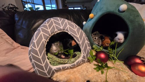 Customer photo review of 🏡 Kuppelhaus „Grün‑Grau“ – Gemütliches Versteck für deine Meerschweinchen