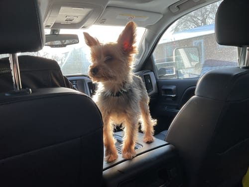 Customer photo review of Small & Medium Breed Puppy - NutriSource - Dry Dog Food
