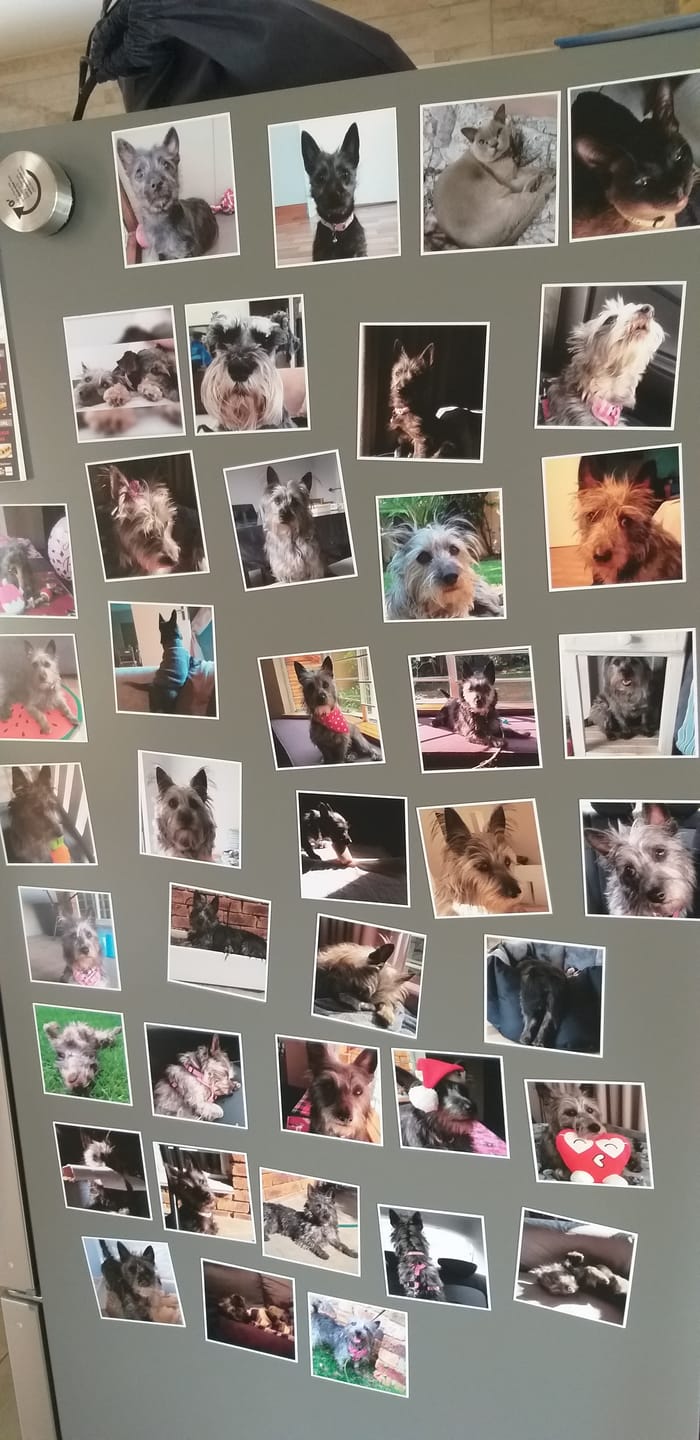 Customer photo review of Square Fridge Magnet - Set of 9, 12, 16 or 24