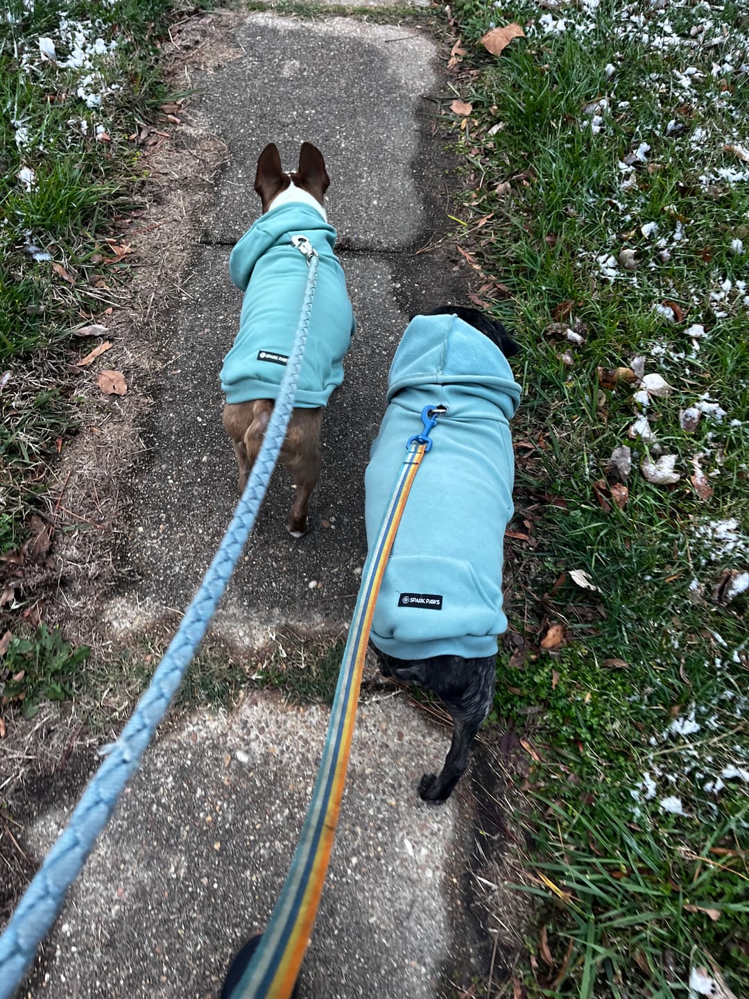 Customer photo review of Essential Dog Hoodie - Teal