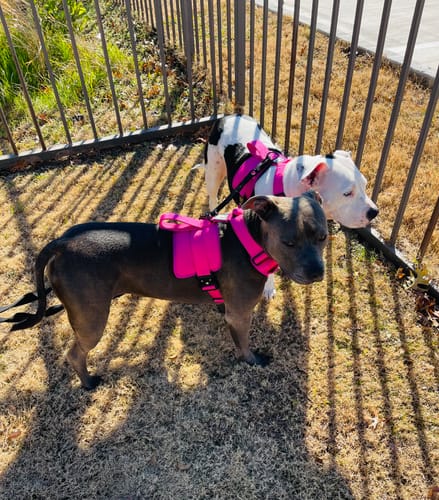 Customer photo review of Personalized Bully Proof Collar