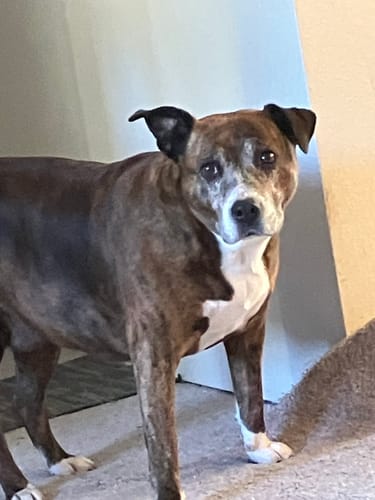 Customer photo review of Dog Mange Remedy for Demodectic & Sarcoptic Mange & Ear Mites