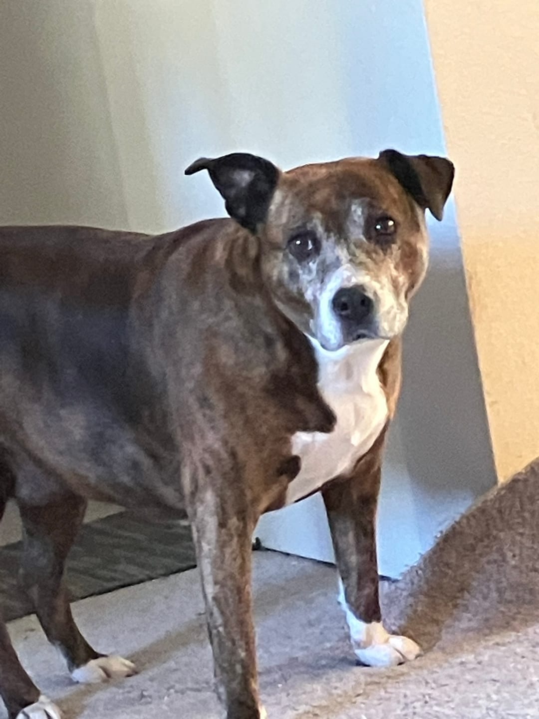Customer photo review of Dog Mange Remedy for Demodectic & Sarcoptic Mange & Ear Mites