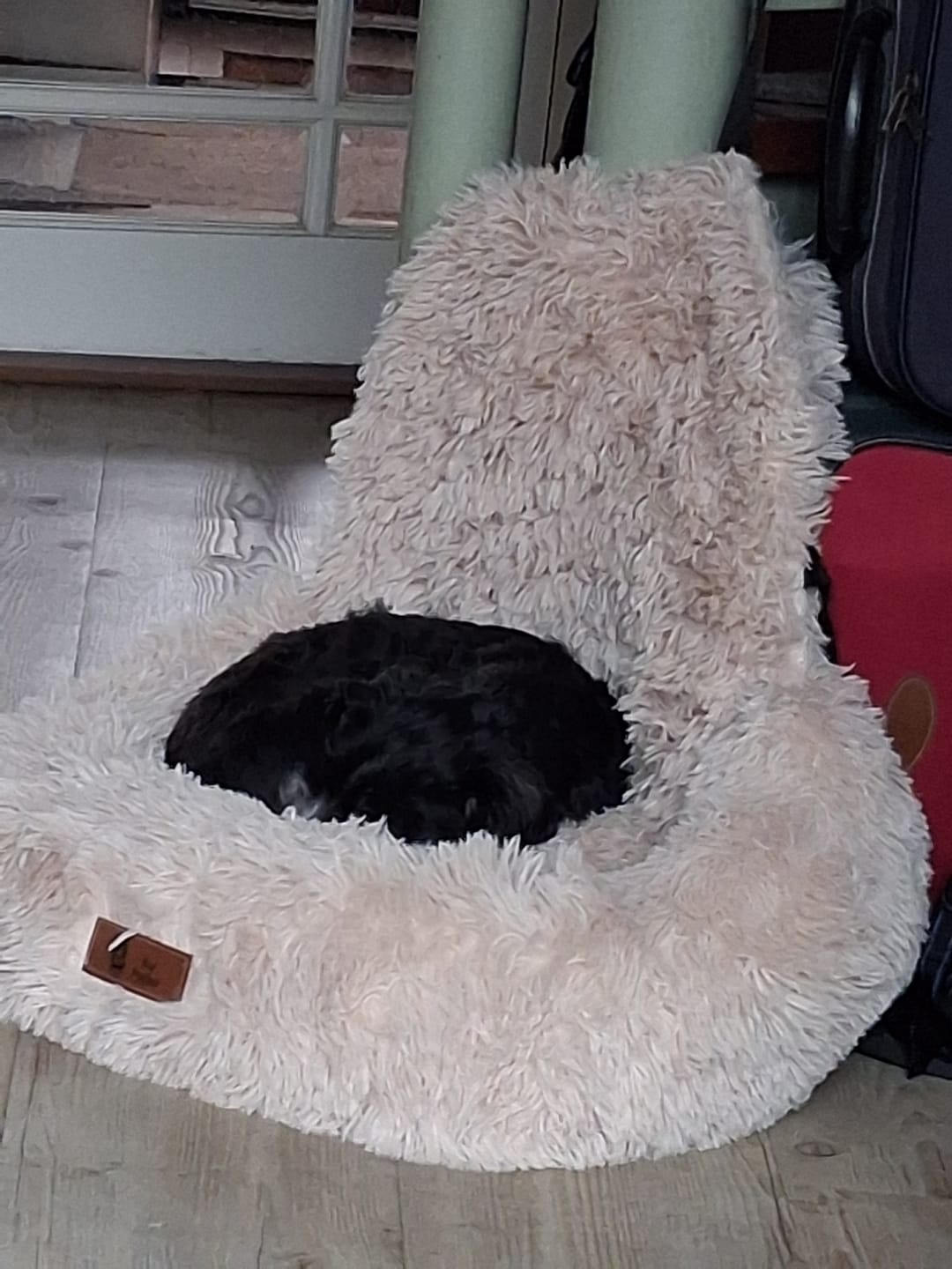 Customer photo review of Pet Perfect Fluffy Autostoel Hond (2-in-1) - Hondenmand Auto - Orthopedisch