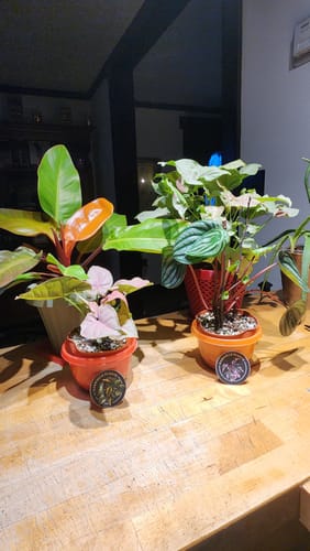 Customer's Syngonium 'Neon Robusta' plant with other houseplants in pots on a wooden table.