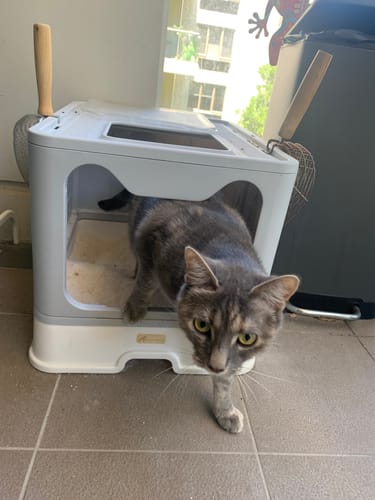 Customer photo review of 1 Month Supply – 2 Cat