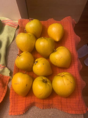 Customer's ten whole yellow Eggfruit displayed on a bright orange cloth.