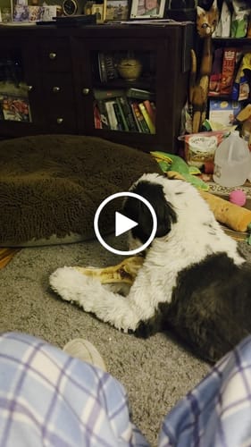 Customer video review of Ostrich Hip Bone (12" x 5"x 3”): The Durable, Flavor-Packed Chew for Medium & Large Dogs