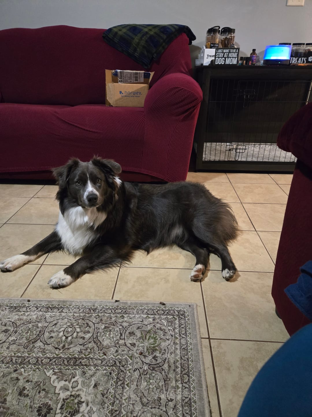 Customer photo review of 6 Inch Jumbo Bully Stick