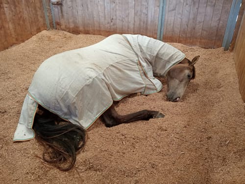 Customer photo review of Zilco Econo Hybrid Combo Rug